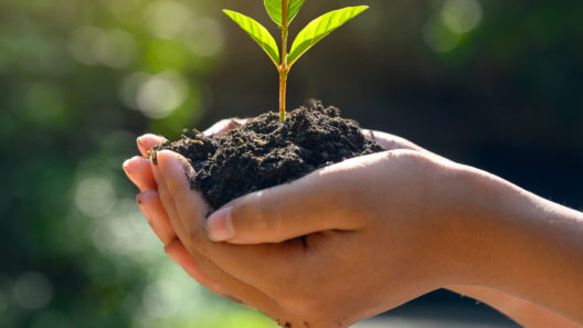 A woman's hands holding soil, out of which sprouts a small plant
