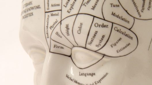 Phrenology head shot against white background.
